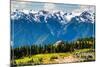 Olympic National Park - Hurricane Ridge Visitor Center-Lantern Press-Mounted Art Print