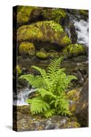 Olympic National Park, Lake Quinault Washington. Sword Fern at Bunch Creek-Michael Qualls-Stretched Canvas