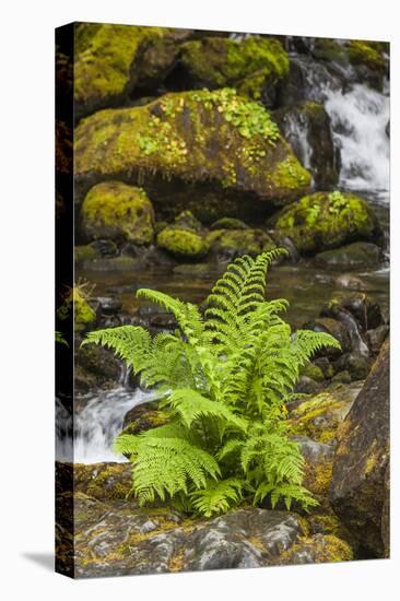 Olympic National Park, Lake Quinault Washington. Sword Fern at Bunch Creek-Michael Qualls-Stretched Canvas