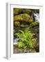 Olympic National Park, Lake Quinault Washington. Sword Fern at Bunch Creek-Michael Qualls-Framed Photographic Print