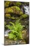 Olympic National Park, Lake Quinault Washington. Sword Fern at Bunch Creek-Michael Qualls-Mounted Photographic Print