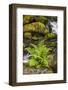 Olympic National Park, Lake Quinault Washington. Sword Fern at Bunch Creek-Michael Qualls-Framed Photographic Print