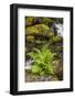 Olympic National Park, Lake Quinault Washington. Sword Fern at Bunch Creek-Michael Qualls-Framed Photographic Print