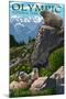 Olympic National Park - Marmots-Lantern Press-Mounted Art Print