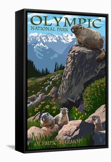 Olympic National Park - Marmots-Lantern Press-Framed Stretched Canvas