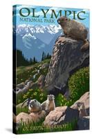 Olympic National Park - Marmots-Lantern Press-Stretched Canvas