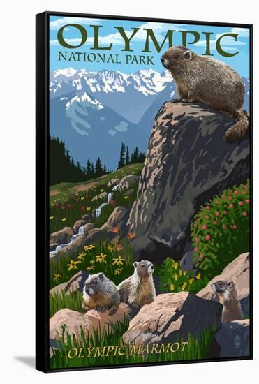 Olympic National Park - Marmots-Lantern Press-Framed Stretched Canvas