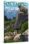 Olympic National Park - Marmots-Lantern Press-Stretched Canvas