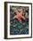 Olympic National Park, Second Beach, Ochre Sea Star and Seaweed-Mark Williford-Framed Photographic Print