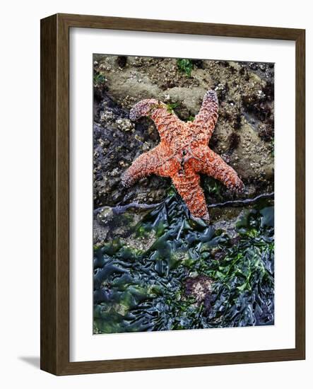 Olympic National Park, Second Beach, Ochre Sea Star and Seaweed-Mark Williford-Framed Photographic Print