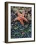 Olympic National Park, Second Beach, Ochre Sea Star and Seaweed-Mark Williford-Framed Photographic Print