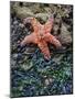 Olympic National Park, Second Beach, Ochre Sea Star and Seaweed-Mark Williford-Mounted Photographic Print
