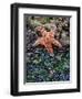 Olympic National Park, Second Beach, Ochre Sea Star and Seaweed-Mark Williford-Framed Photographic Print