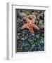 Olympic National Park, Second Beach, Ochre Sea Star and Seaweed-Mark Williford-Framed Photographic Print