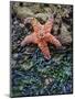 Olympic National Park, Second Beach, Ochre Sea Star and Seaweed-Mark Williford-Mounted Photographic Print