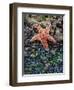 Olympic National Park, Second Beach, Ochre Sea Star and Seaweed-Mark Williford-Framed Premium Photographic Print