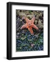 Olympic National Park, Second Beach, Ochre Sea Star and Seaweed-Mark Williford-Framed Premium Photographic Print