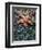 Olympic National Park, Second Beach, Ochre Sea Star and Seaweed-Mark Williford-Framed Premium Photographic Print