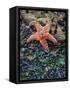 Olympic National Park, Second Beach, Ochre Sea Star and Seaweed-Mark Williford-Framed Stretched Canvas