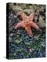 Olympic National Park, Second Beach, Ochre Sea Star and Seaweed-Mark Williford-Stretched Canvas