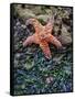 Olympic National Park, Second Beach, Ochre Sea Star and Seaweed-Mark Williford-Framed Stretched Canvas