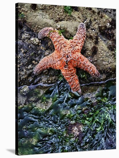 Olympic National Park, Second Beach, Ochre Sea Star and Seaweed-Mark Williford-Stretched Canvas