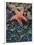 Olympic National Park, Second Beach, Ochre Sea Star and Seaweed-Mark Williford-Framed Photographic Print