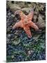 Olympic National Park, Second Beach, Ochre Sea Star and Seaweed-Mark Williford-Mounted Photographic Print