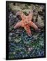 Olympic National Park, Second Beach, Ochre Sea Star and Seaweed-Mark Williford-Framed Photographic Print