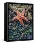 Olympic National Park, Second Beach, Ochre Sea Star and Seaweed-Mark Williford-Framed Stretched Canvas