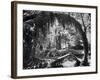 Olympic National Park Showing Rain Forest Conditions with Tree Bending under the Weight of Moss-Loomis Dean-Framed Photographic Print