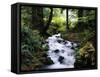 Olympic National Park Stream-James Randklev-Framed Stretched Canvas