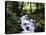 Olympic National Park Stream-James Randklev-Stretched Canvas