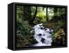 Olympic National Park Stream-James Randklev-Framed Stretched Canvas