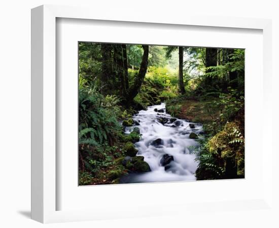 Olympic National Park Stream-James Randklev-Framed Photographic Print