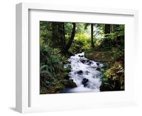 Olympic National Park Stream-James Randklev-Framed Photographic Print