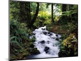 Olympic National Park Stream-James Randklev-Mounted Photographic Print