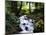 Olympic National Park Stream-James Randklev-Mounted Photographic Print
