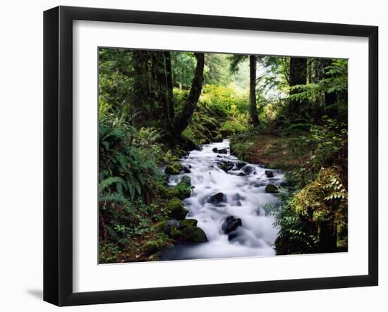 Olympic National Park Stream-James Randklev-Framed Photographic Print