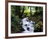 Olympic National Park Stream-James Randklev-Framed Photographic Print