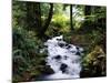 Olympic National Park Stream-James Randklev-Mounted Photographic Print