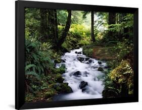 Olympic National Park Stream-James Randklev-Framed Photographic Print