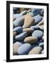 Olympic National Park, Wa: Blue and Brown Stones Found on Ruby Beach-Brad Beck-Framed Photographic Print