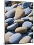 Olympic National Park, Wa: Blue and Brown Stones Found on Ruby Beach-Brad Beck-Mounted Photographic Print
