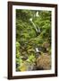 Olympic National Park, Washington. Bunch Creek Tumbling Down to the River-Michael Qualls-Framed Photographic Print