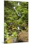 Olympic National Park, Washington. Bunch Creek Tumbling Down to the River-Michael Qualls-Mounted Photographic Print