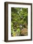 Olympic National Park, Washington. Bunch Creek Tumbling Down to the River-Michael Qualls-Framed Photographic Print