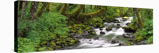 Olympic National Park, Washington State, USA-null-Stretched Canvas