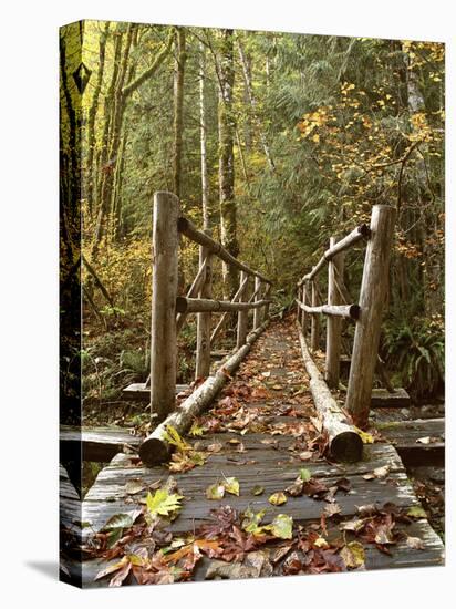 Olympic National Park, Washington, USA-null-Stretched Canvas