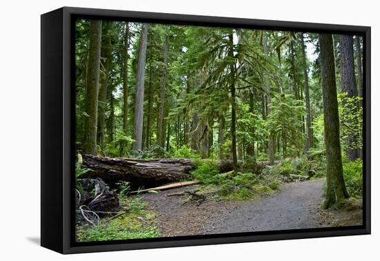 Olympic Peninsula Rainforest-duallogic-Framed Stretched Canvas